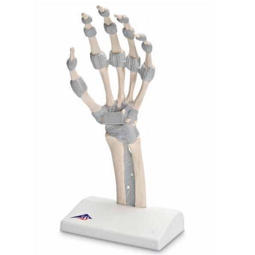 3B Scientific Functional Hand and Wrist Model - M36 - 1 Each - MDL-ABQM36