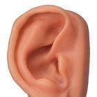 3B Scientific Acupuncture Ear Model - N15/1R - 1 Each - MDL-ABQN151R