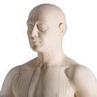 Male Acupuncture Educational Model - N30 - 1 Each - MDL-ABQN30