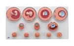 American 3b Scientific Lp 3B Scientific Embryonic Development Models - ABQVG391