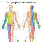 Peripheral Nervous System Chart - VR0621L - 1 Each - MDL-ABQVR0621L