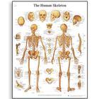 3B Scientific Human Skeleton Chart - VR1113L - 1 Each - MDL-ABQVR1113L