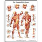 3B Scientific Human Muscle Chart - VR1118L - 1 Each - MDL-ABQVR1118L