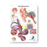 American 3B Human Ear Chart (Unmounted) - VR1243UU - 1 Each - MDL-ABQVR1243UU