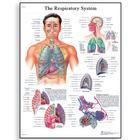 AMERICAN 3B SCIENTIFIC LP Respiratory System Chart VR1322L 1 Each - MDL-ABQVR1322L