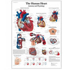 American 3b Scientific Lp Amer 3B Anatomy Human Heart Chart, 125 Micron, 2 Eyelets - VR1334L - 1 Each
