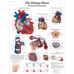 American 3b Scientific Lp Amer 3B Anatomy Human Heart Chart, Paper Version, 20" x 26" - VR1334UU - 1 Each