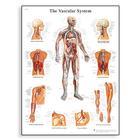 Vascular System Chart - VR1353L - 1 Each - MDL-ABQVR1353L