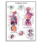 3B Scientific Lymphatic System Chart - VR1392L - 1 Each - MDL-ABQVR1392L