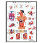 3B Scientific Gastrointestinal System Chart - VR1422L - 1 Each - MDL-ABQVR1422L