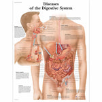 AMERICAN 3B SCIENTIFIC LP 3B Scientific Educational Posters VR1431L 1 Each
