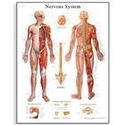 Nervous System Chart - VR1620L - 1 Each - MDL-ABQVR1620L