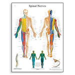 American 3b Scientific Lp Spinal Nerves Anatomy Chart VR1621L - 1.0 Each