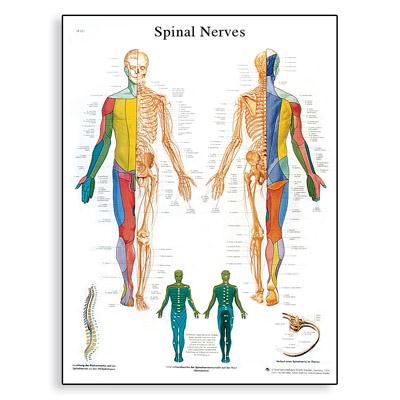 American 3b Scientific Lp Spinal Nerves Anatomy Chart VR1621L - 1.0 Each