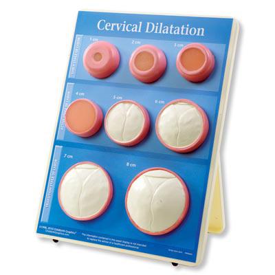 American 3b Scientific Lp Cervical Dilation Easel Displays W43093 - 1.0 Each