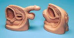 American 3b Scientific Lp Life / form Male and Female Catheter Model Set - ABQW44634