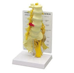 Gpi Anatomicals Lumbar with Sacrum Model - ALI70811