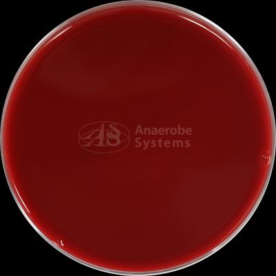 Anaerobe Systems Brucella Blood Agar Plate - AS-111 - 1 Each - MDL-ANRAS111