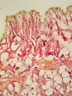 Azer Scientific Hematoxylin Stain ES777 - 1.0 Each - MDL-AZRES777