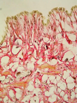 Azer Scientific Hematoxylin Stain ES777 - 1.0 Each - MDL-AZRES777