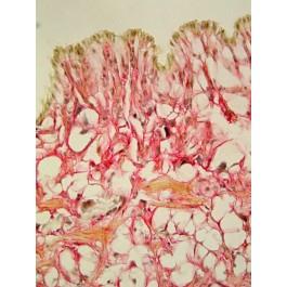 Azer Scientific Hematoxylin Stain ES779 - 6.0 Each - MDL-AZRES779
