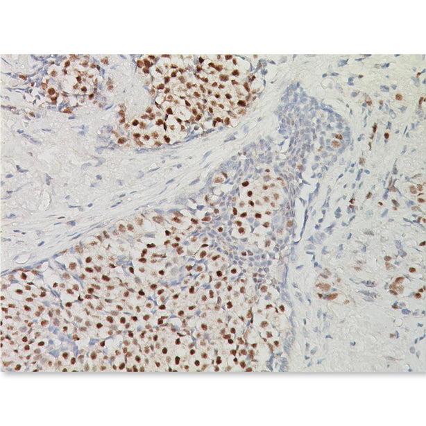 Estrogen Receptor - APA054AA - 1 Each - MDL-BCMAPA054AA