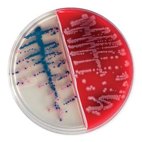 BD Neisseria Meningitidis Antiserum - BDD241112