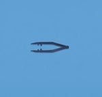 BUSSE HOSP Posi-Grip Sterile Plastic Forceps 7195 200 Each - MDL-BHD7195