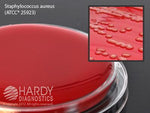 Hardy Diagnostics Blood Agar Plate 5% Sheep Blood (TSA) Base - HADA10BX