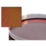 HARDY DIAGNOSTICS Hardy Diagnostics Campy FDA Agar A139 1 Each-MDL-HADA139