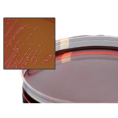 HARDY DIAGNOSTICS Hardy Diagnostics Campy FDA Agar A139 1 Each-MDL-HADA139
