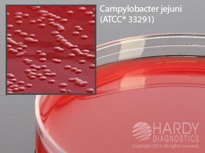 Hardy Diagnostics Campy CVA A40 - 10.0 Each - MDL-HADA40
