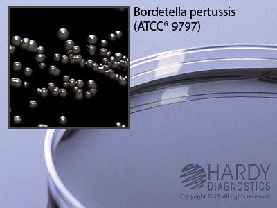 Hardy Diagnostics Regan-Lowe Agar A65 - 10.0 Each - MDL-HADA65