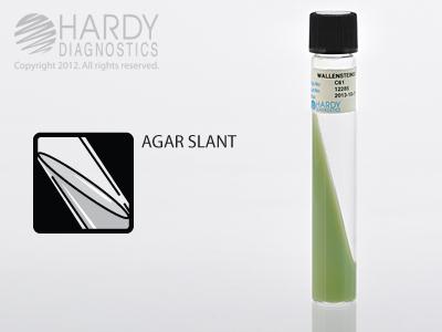 Hardy Diagnostics Wallenstein Slant C61 - 20.0 Each
