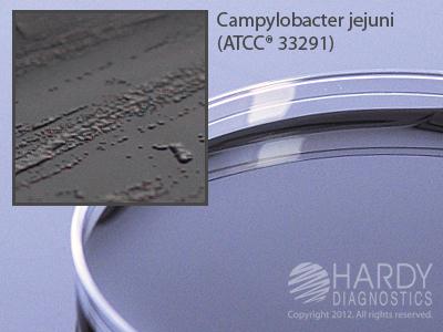 Hardy Diagnostics G06 Campy, Blood Free, Karmali Agar, For Campylobacter, Contains Charcoal And Cva Antibiotics, 15 x 100 mm Plate - MDL-HADG06 - 10 Each