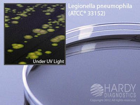 BCYE Agar for Legionella - G07 - 10 Each - MDL-HADG07