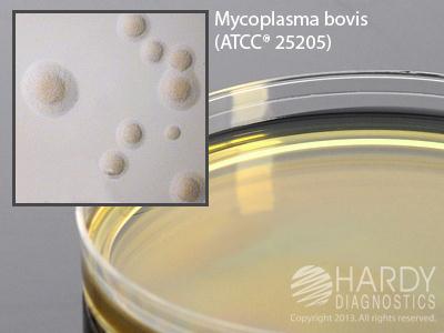 Hardy Diagnostics G102 Mycoplasma Agar, 15 x 100 mm Plate - MDL-HADG102 - 10 Each