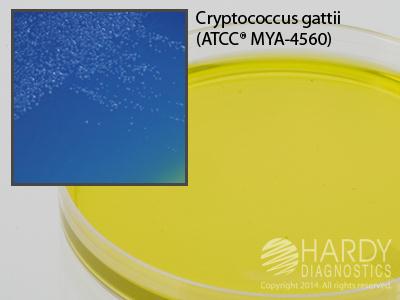 Hardy Diagnostics CGB Agar for Cryptococcus gattii G113 - 10.0 Each - MDL-HADG113