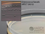 Hardy Diagnostics Bile Esculin Agar G11 - 10.0 Each