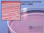 Hardy Diagnostics CT-SMAC for E. Coli G129 - 10.0 Each