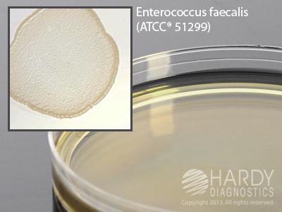Hardy Diagnostics BHI Agar with Vancomycin - HADG14