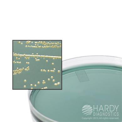 Hardy Diagnostics CLED Agar Plates G223 10.0 Each-MDL-HADG223