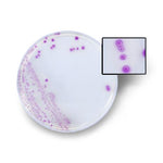 Hardy Diagnostics HardyCHROM ECC Chromogenic Medium G303 - 10.0 Each