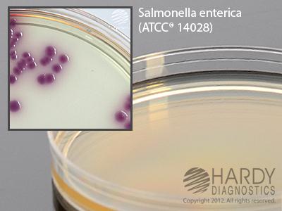 HardyCHROM Salmonella - G309 - 10 Each - MDL-HADG309