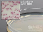 Hardy Diagnostics HardyCHROM UTI G313 - 10.0 Each