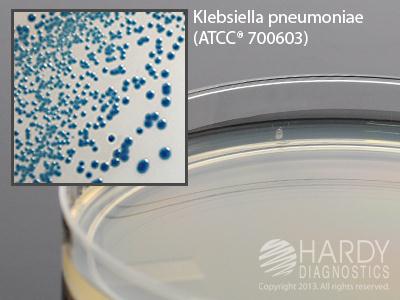 Hardy Diagnostics HardyCHROM ESBL Agar G321 - 10.0 Each