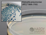 Hardy Diagnostics HardyCHROM CRE Agar G323 - 10.0 Each