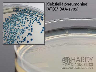 Hardy Diagnostics HardyCHROM CRE Agar G323 - 10.0 Each