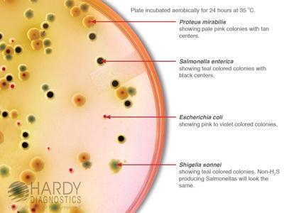 Hardy Diagnostics HardyCHROM SS Agar G327 - 10.0 Each - MDL-HADG327
