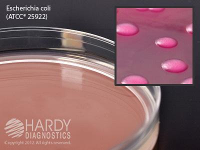 Hardy Diagnostics MacConkey Agar G35BX - 100.0 Each